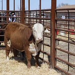 High school students are encouraged to apply by April 15 for the Kansas State Animal Science Leadership Academy.
