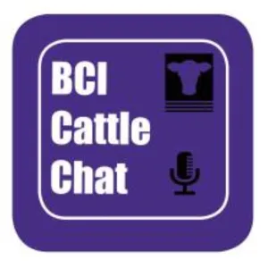 Cattle Chat